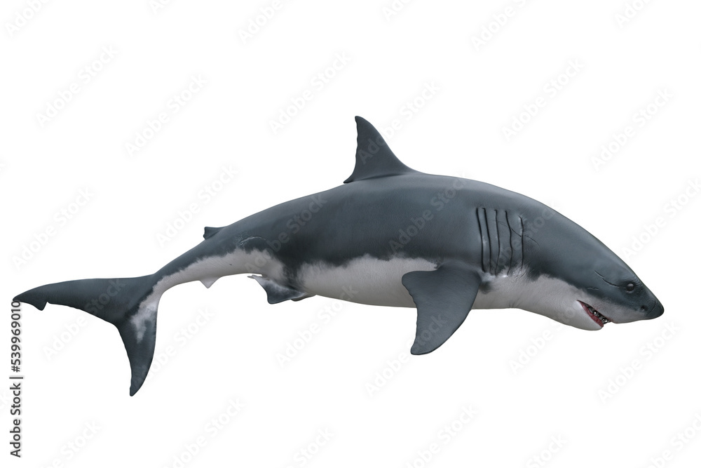 Great White Shark side view. 3D render isolated on transparent background.