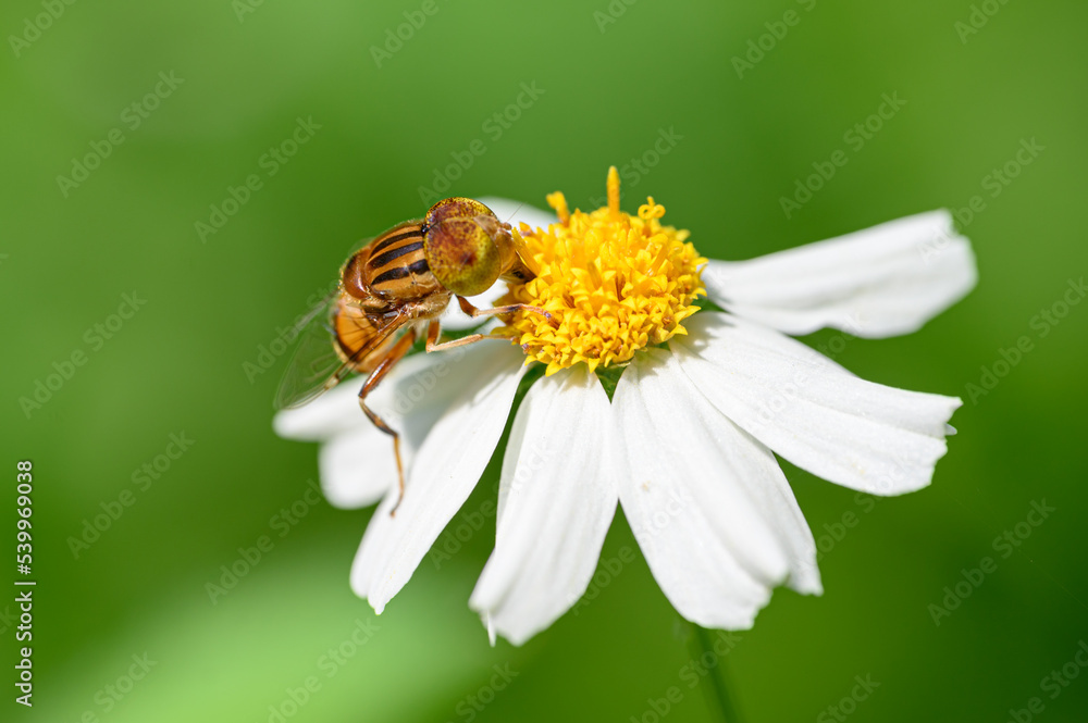 Bees stay on flowers