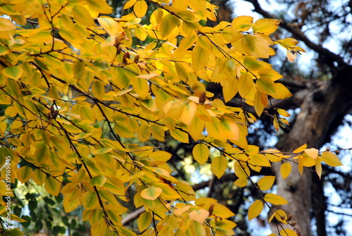 Autumn leaves: close up of yellow and green foliage of a sweet or black or cherry or mahogany or spice birch (Betula lenta) photo