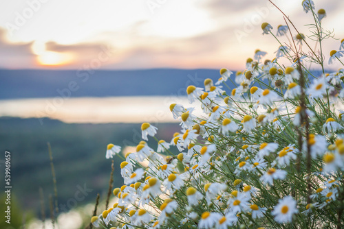 Wild bright flowers on the background of a beautiful sunset. Natural landscape. blue sky and yellow sunlight. landscape during sunset.