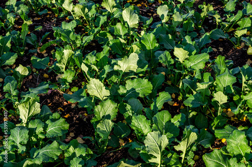 Autumn field with green plants of winter rapeseed. Young green rapeseed field.