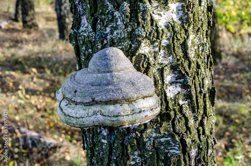 Mushroom tinder fungus on a birch.