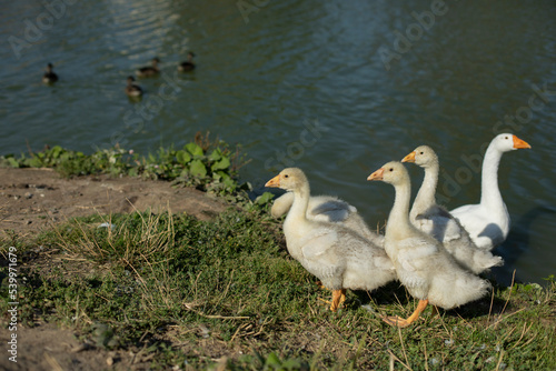 Birds on farm. Details of geese life.