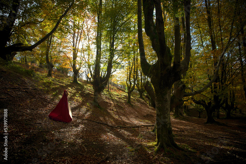 Little Red Riding Hood in the forest