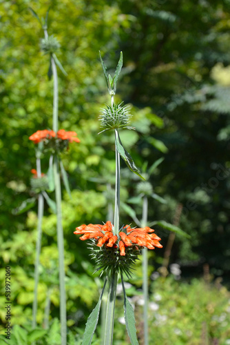 Leonotis nepetifolia (also known as klip dagga, Christmas candlestick or lion's ear) orange flower photo