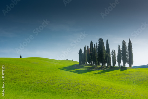 Group of cypresses on the green hill of Tuscany countryisde   Italy