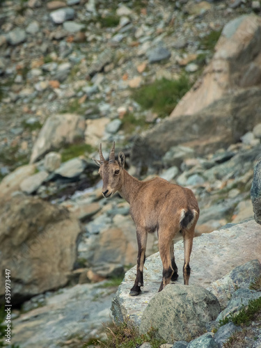 Little wild ibex cub in the Italian Alps