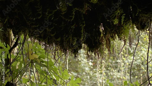Wallpaper Mural Waterdrops inside the Mossy Cave  Torontodigital.ca
