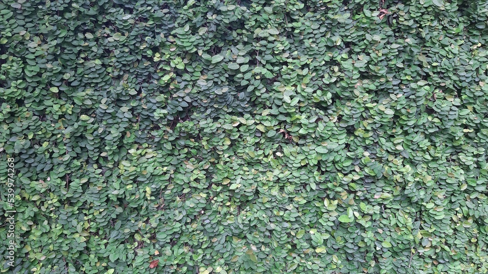 green plants background green plants background