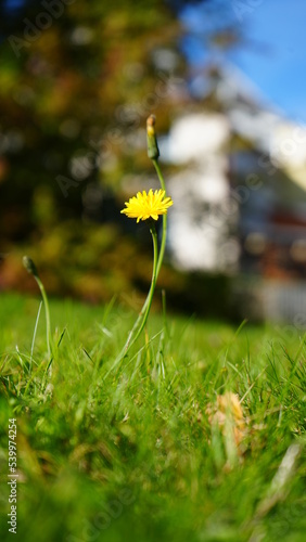 Wunderschöne Gelbe Blume