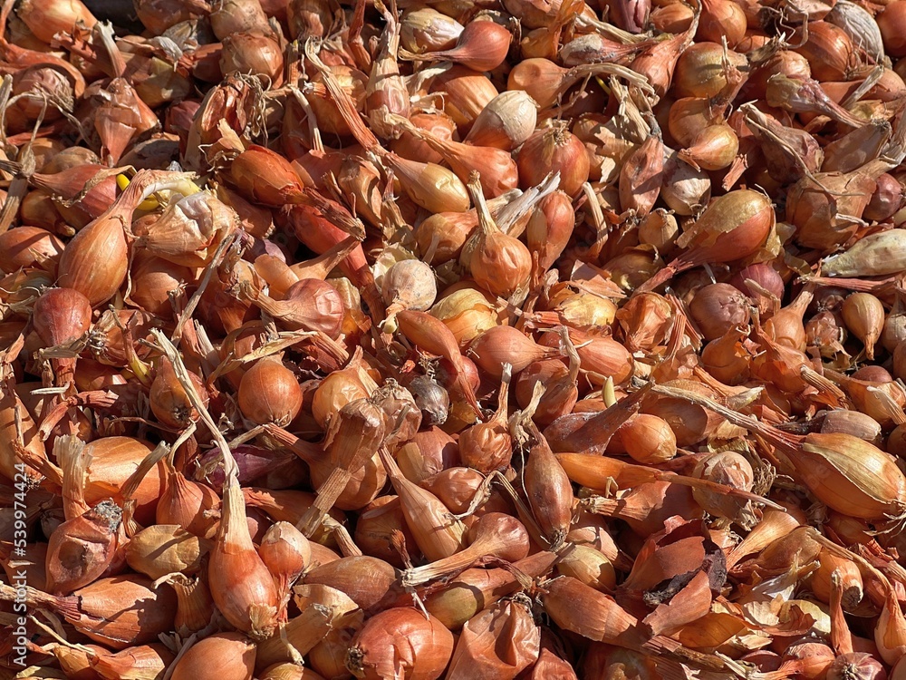Onion vegetable background. Large pile of onions. Onion vegetable background. Large pile of onions.