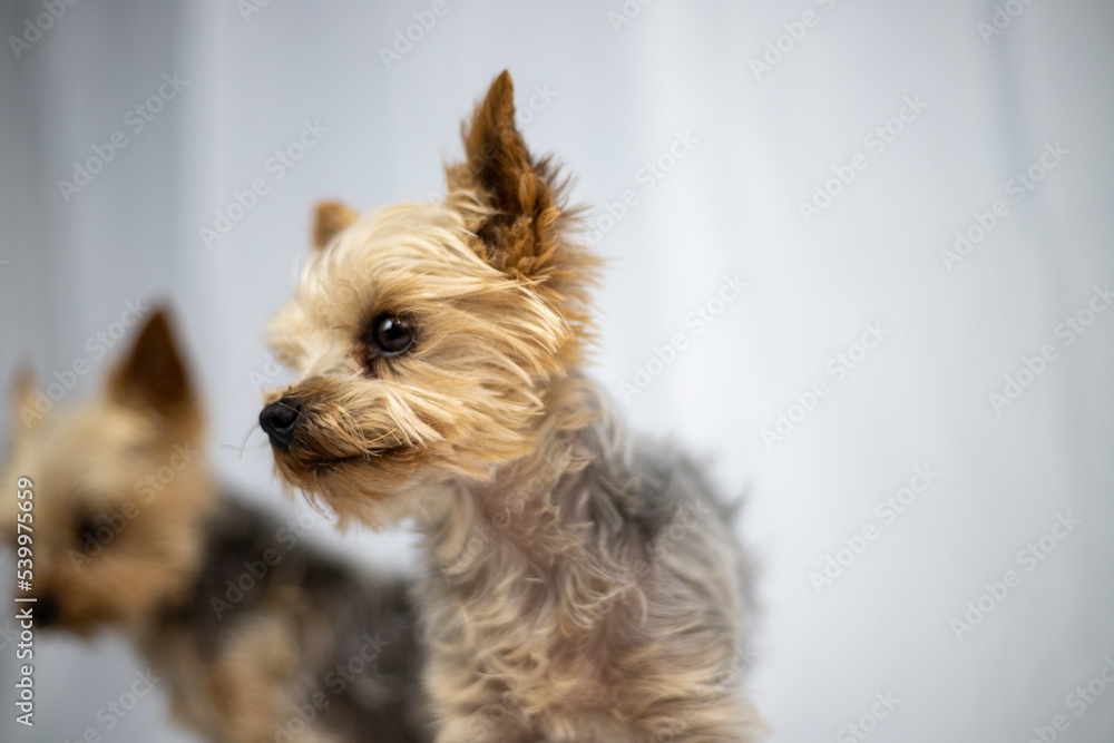 two Little Yorkshire Terrier are in front of a white screen