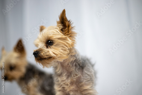 two Little Yorkshire Terrier are in front of a white screen