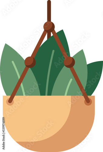 Home plant in a hanging pot