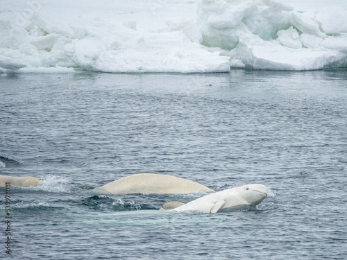 A small pod of beluga whales (Delphinapterus leucas), consisting of several males and one lone female mating, Svalbard photo