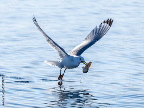 Adult black-legged kittiwake (Rissa tridactyla) with a fish on the water in Storfjord, Svalbard photo