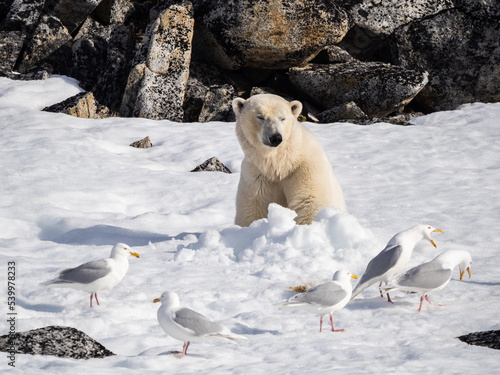 A n adult male polar bear (Ursus maritimus) sitting in a daybed in the snow on Indre Norskoya, Svalbard photo