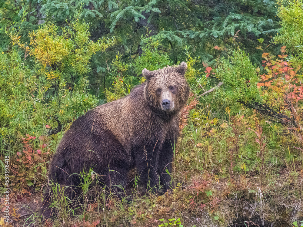 A young brown bear (Ursus arctos) along the shoreline at Lake Clark National Park and Preserve A young brown bear (Ursus arctos) along the shoreline at Lake Clark National Park and Preserve