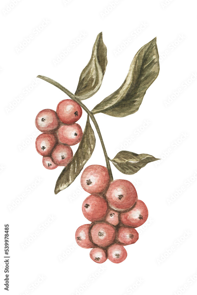 Obraz premium Branch of red berries illustration clipart