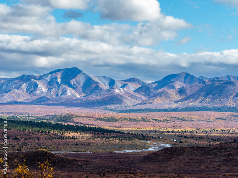 Fall color change amongst the trees and shrubs in Denali National Park Fall color change amongst the trees and shrubs in Denali National Park