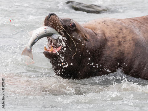 Adult bull Steller sea lion (Eumetopias jubatus), catching salmon at the Solomon Gulch Hatchery, Valdez