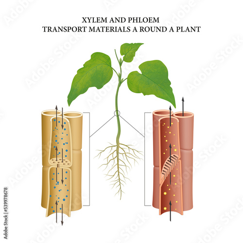 Vascular bundles of the plant stem