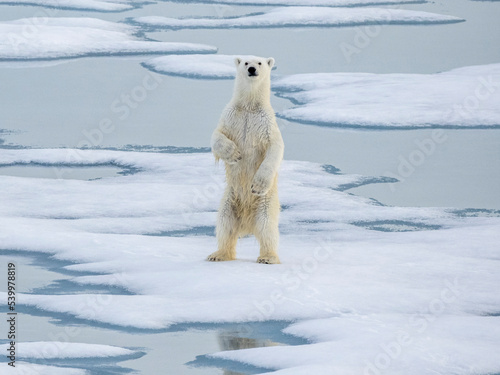 A curious young male polar bear (Ursus maritimus) standing up on the sea ice near Somerset Island, Nunavut, Canada