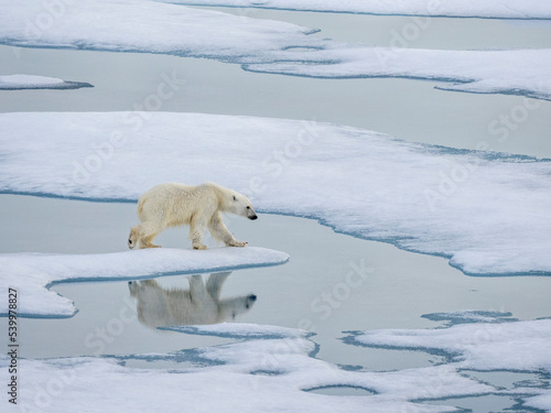 A curious young male polar bear (Ursus maritimus) walking on the sea ice near Somerset Island, Nunavut, Canada photo