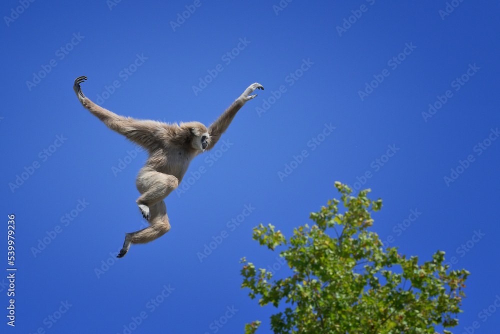Jumping lar gibbon (white-handed gibbon) (Hylobates lar), Malaysia, Southeast Asia, Asia Jumping lar gibbon (white-handed gibbon) (Hylobates lar), Malaysia, Southeast Asia, Asia