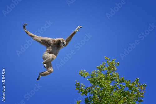 Jumping lar gibbon (white-handed gibbon) (Hylobates lar), Malaysia, Southeast Asia, Asia photo