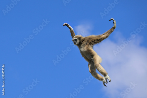 Jumping lar gibbon (white-handed gibbon) (Hylobates lar), Malaysia, Southeast Asia, Asia