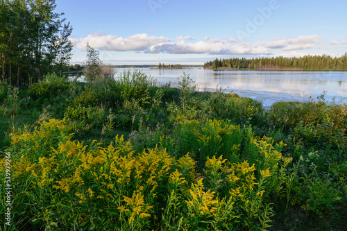 Wild goldenrod (Solidago) flowers in summer at Astotin Lake, Elk Island National Park, Alberta, Canada photo