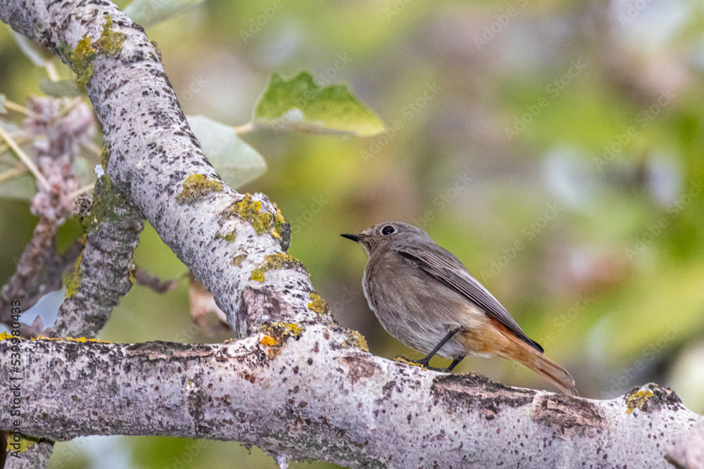 female Black Redstart perched on a tree branch female Black Redstart perched on a tree branch