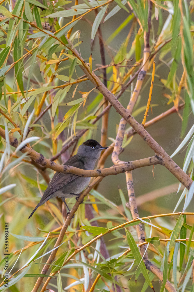 Fototapeta premium Eurasian Blackcap perched on a tree branch