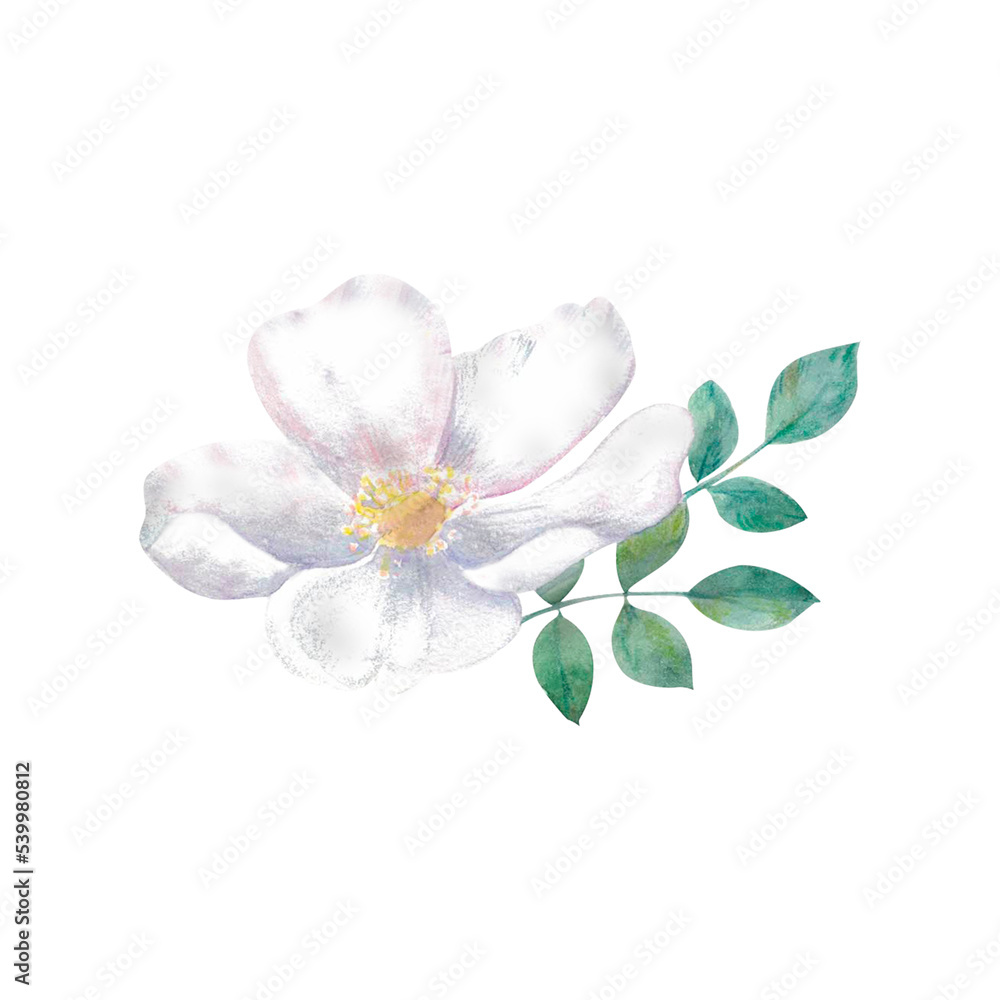 Rose hip Painted by hand in watercolor. Designed for advertising, printing, web, beauty studios, fitness centers, women's clubs