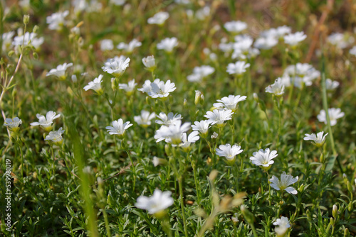 White tender field flowers.