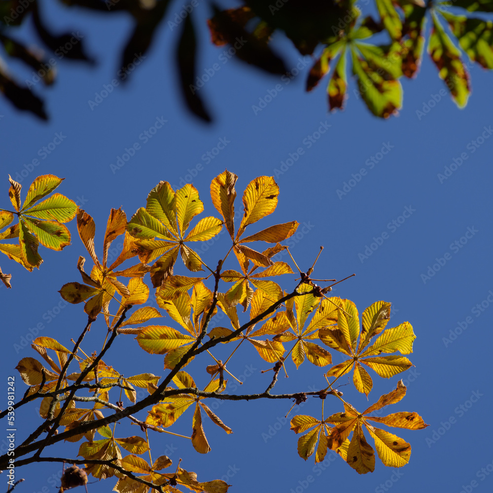 AUTUMN TREE - Colorful chestnut leaves against the blue sky
AUTUMN TREE - Colorful chestnut leaves against the blue sky