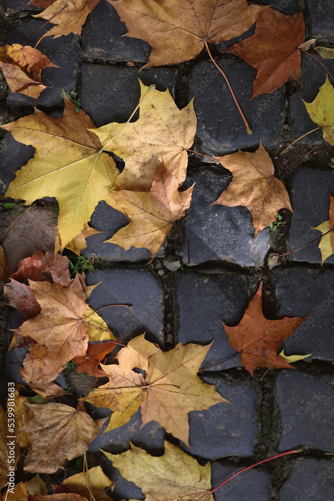 autumn leaves on fall. High quality photo autumn leaves on fall. High quality photo