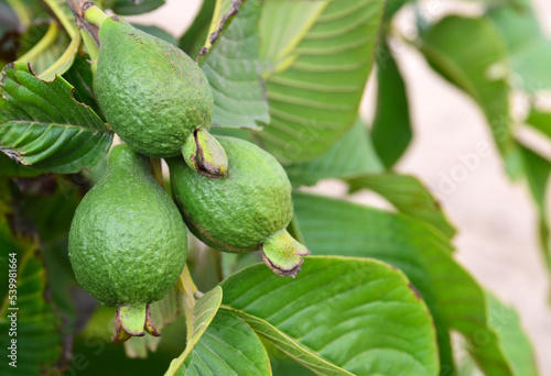 Wallpaper Mural Fresh ripe guava fruit on the tree in the garden.Psidium guajava.Tropical fruits,healthy food or gardening concept with copy space.Selective focus. Torontodigital.ca