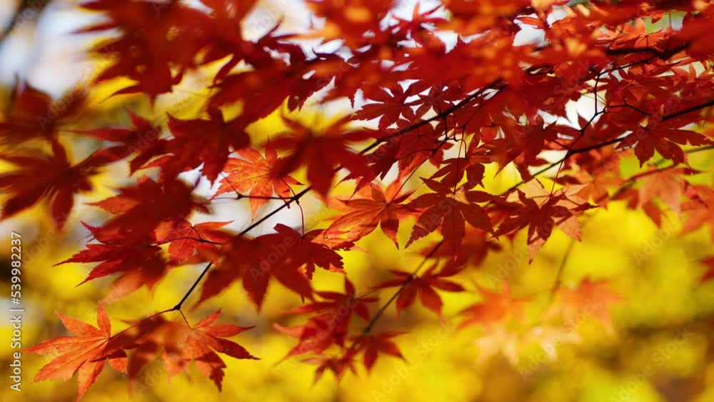autumn leaves in forest, Japanese maple in park, leaves changing colour in autumn, fall foliage colourful background autumn leaves in forest, Japanese maple in park, leaves changing colour in autumn, fall foliage colourful background