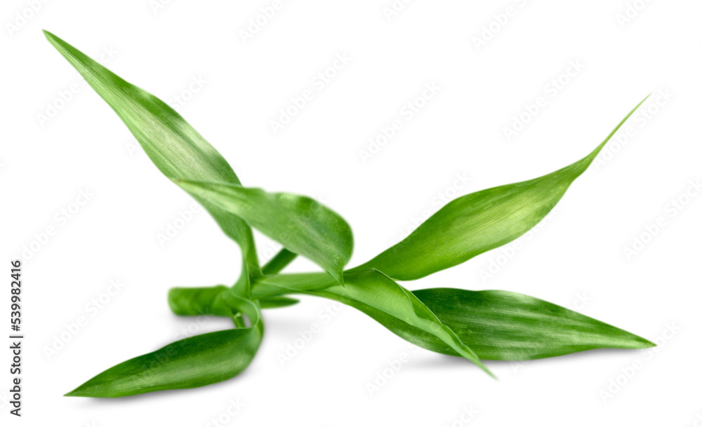 Bamboo Leaf Bamboo Leaf