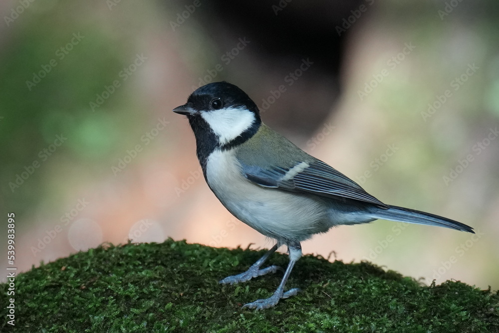 japanese tit in a forest