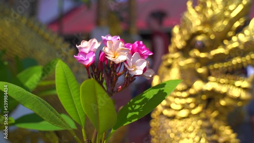 Wallpaper Mural Beautiful tropical flower close up with golden Buddhist statue and people walking in background Torontodigital.ca