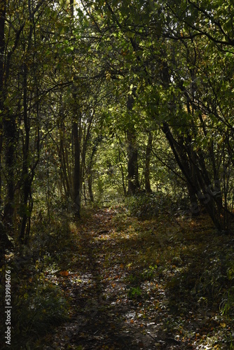 a walk through Monkwood in Worcestershire during autumn © JoeE Jackson