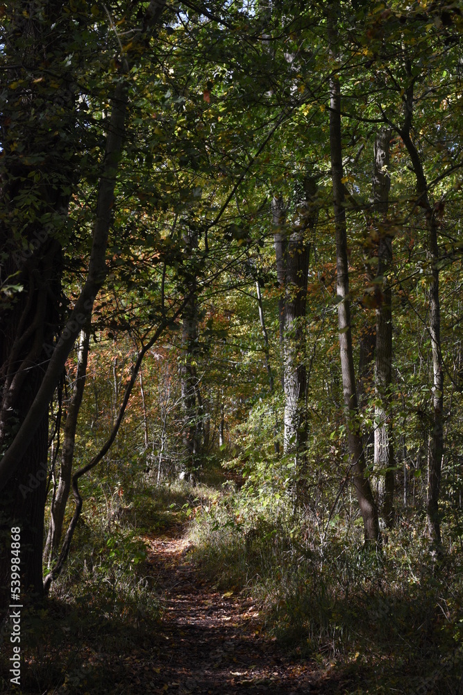 Naklejka premium a walk through Monkwood in Worcestershire during autumn