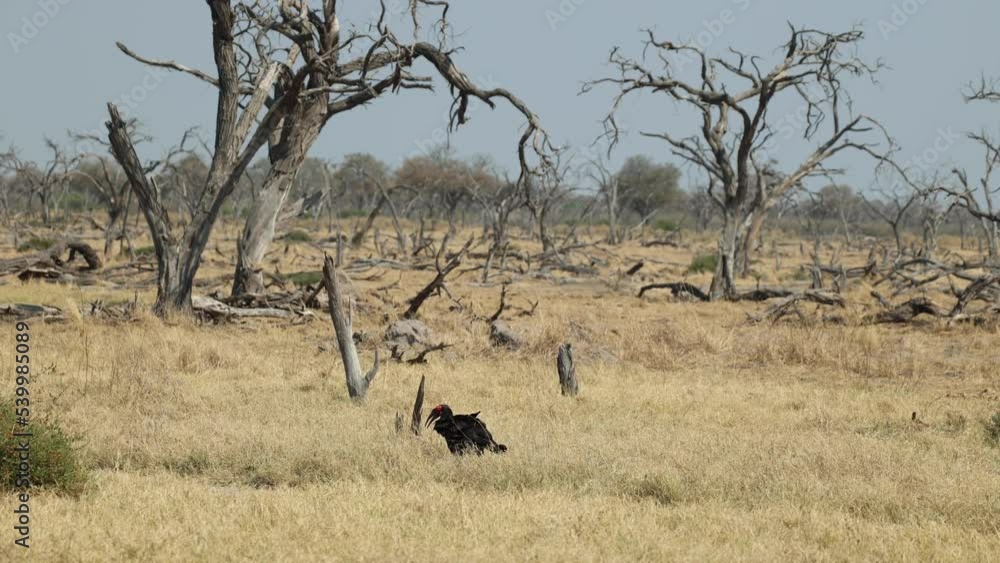 Wide angle clip of one ground hornbill foraging near a dead tree forest in Khwai, Botswana. Wide angle clip of one ground hornbill foraging near a dead tree forest in Khwai, Botswana.