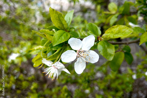 A flowering branch of an apple tree in the garden in early spring.