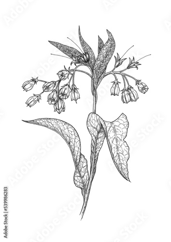 A black and white botanical ink drawing of Comfrey plant