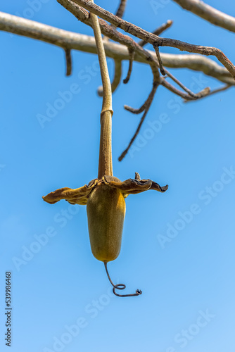 Pain de singe ou fruit du baobab africain