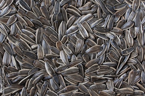 Heap large sunflower seeds. Background.
